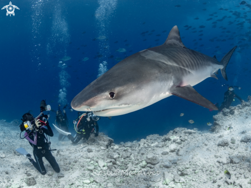 A Tiger Shark