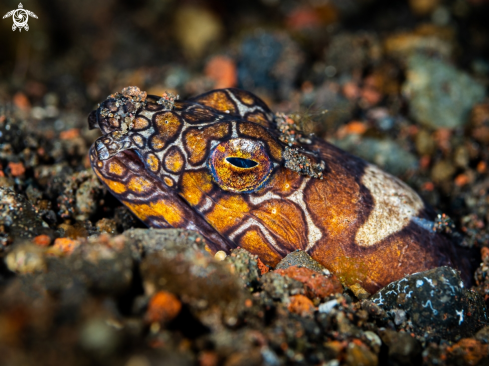 A Napoleon Snake-eel 