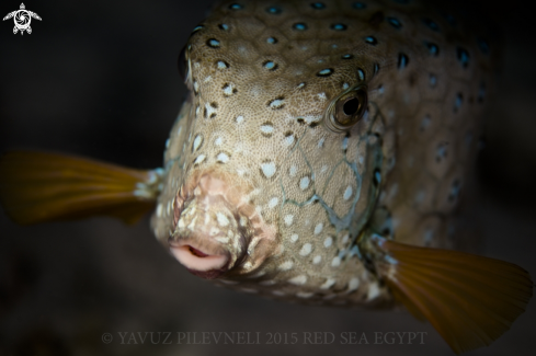 A Puffer fish