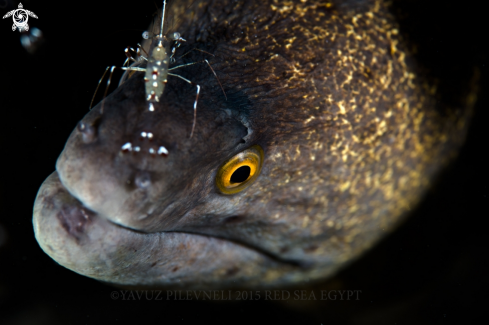 A Moray eel 