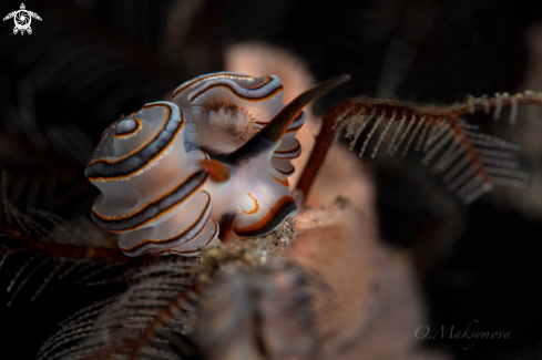 A Nudibranch Doto greenamyeri 