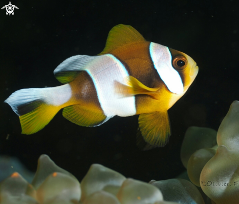 A juvenile Madagascar clownfish