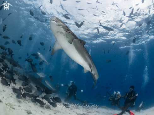 A Tiger Shark