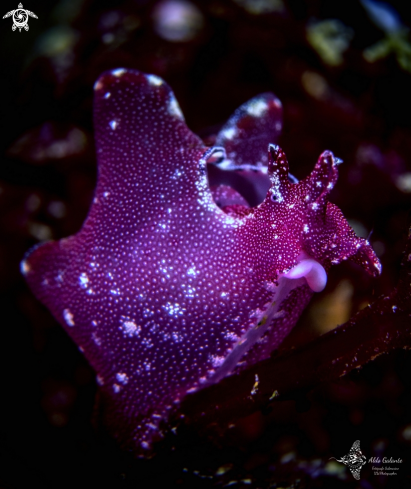 A Nudibranch