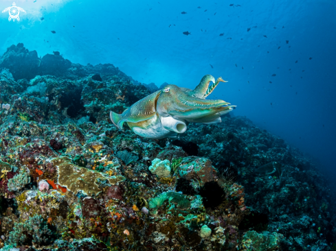 A Reef Cuttlefish