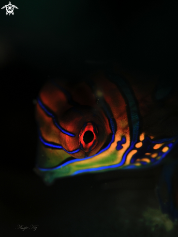 A MANDARIN FISH