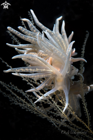 A Nudibranch Phyllodesmium iriomotense     