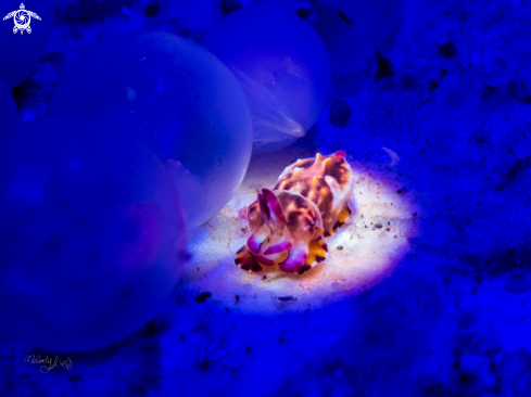 A flamboyant cuttlefish