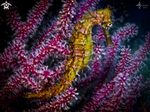 A Thorny Seahorse