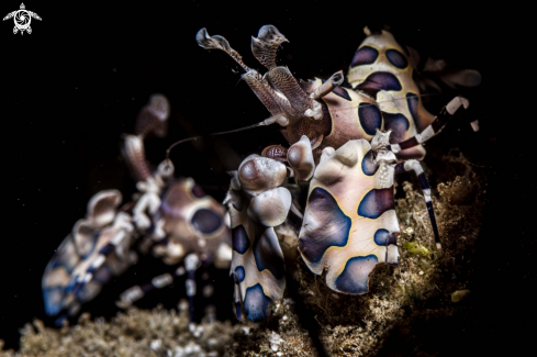 A Harlequin shrimp