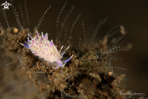 A Nudibranch 