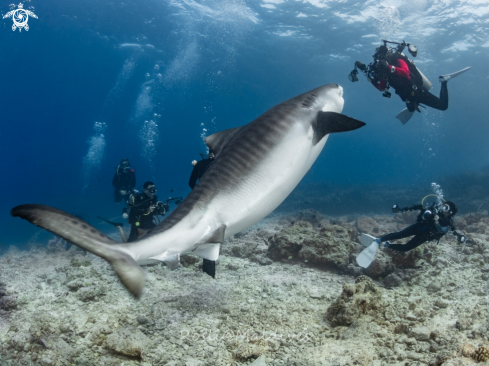 A Tiger Shark