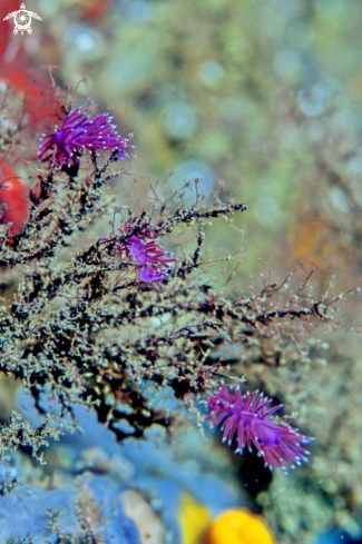 A Flabellina Affinis | Flabellina