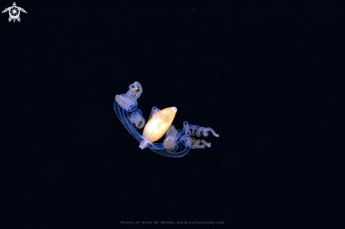 A Seaslug in Blackwater | slug