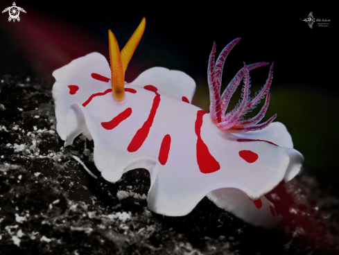 A Noumea Nudibranch