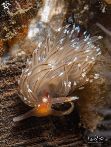 A Brede ringsprietslak, facelina bostoniensis 