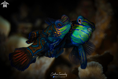 A Mandarin fish