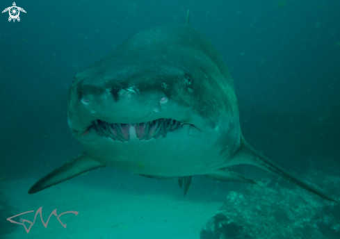 A Grey Nurse Shark