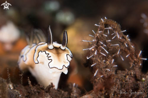 A Nudibranch 