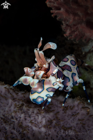 A Harlequin shrimp (Hymenocera picta)