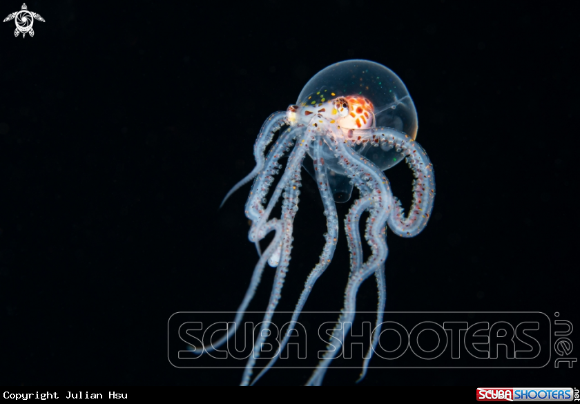 A Wonderpus Octopus