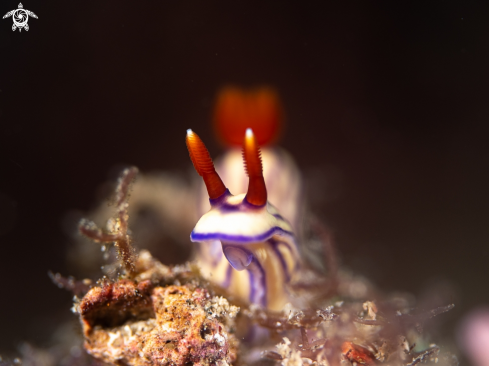 A Hypselodoris whitei | nudibranch