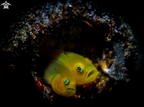 A Yellow Pygmy Goby