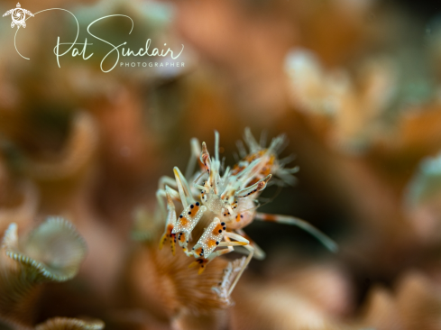 A Phyllognathia ceratophthalma | Tiger Shrimp