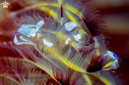 A Cleaner shrimp