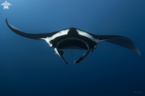 A Giant Oceanic Manta 