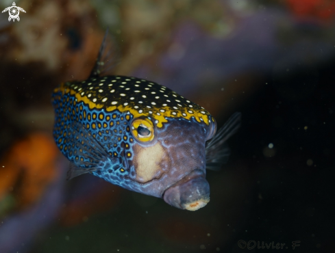 A Whispotted boxfish, male