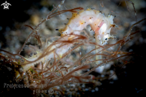 A Hippocampus histrix | Thorny Seahorse