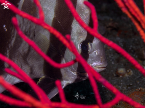 A Batfish