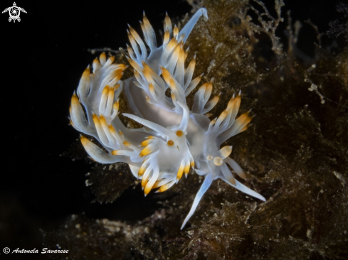 A flabellina baibai