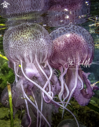 A Pelagia noctiluca | Méduse pélagique