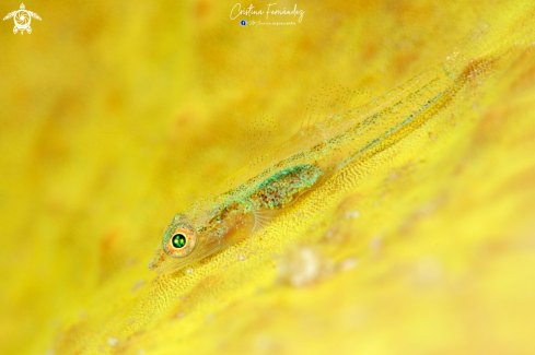 A Pleurosicya mossambica | Goby