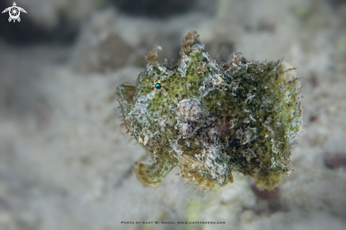 A Freckled Frogfish