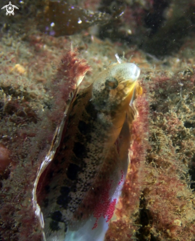 A Petroscirtes lupus | Brown sabretooth blenny