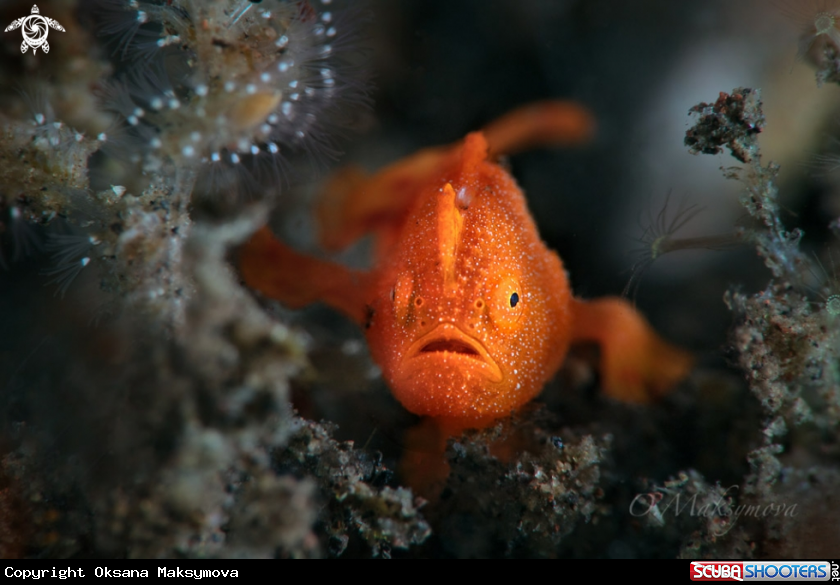 A Tiny juvenile frogfish, size 5-7mm 