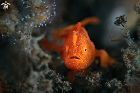 A Tiny juvenile frogfish, size 5-7mm 