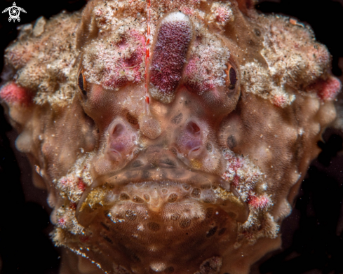 A Warty frogfish