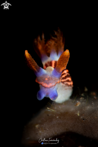 A Nudibranch