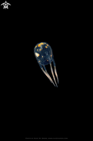 A Jelly Fish | Jellyfish with shrimp