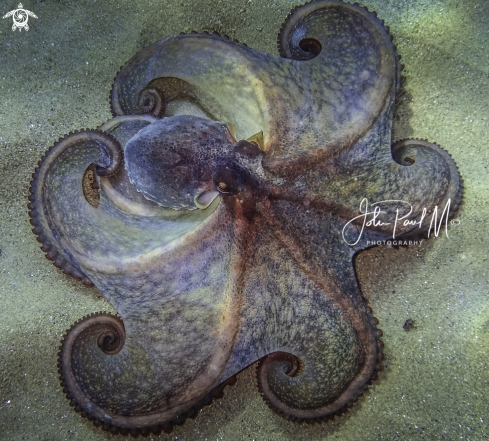 A Octopus vulgaris | Poulpe