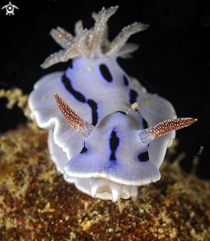 A Nudibranch