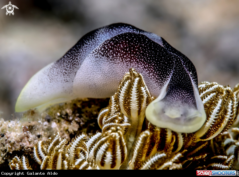 A Seaslug 
