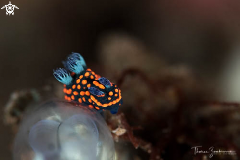 A Nudibranch 