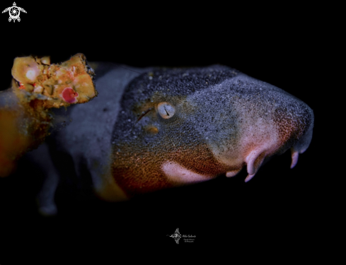 A Brown-Banded Bamboo Shark 