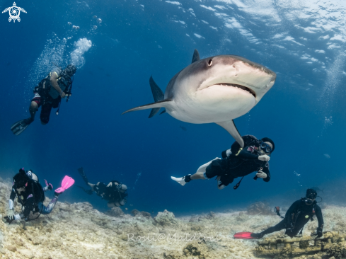 A Tiger Shark