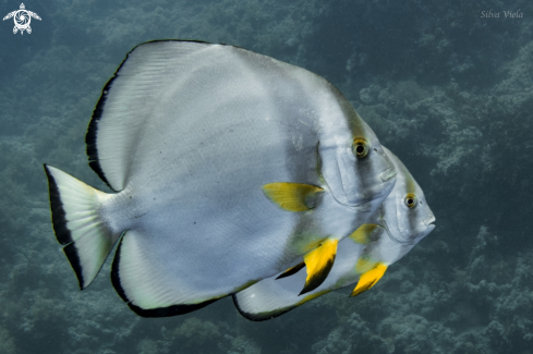 A Orbicular Batfish